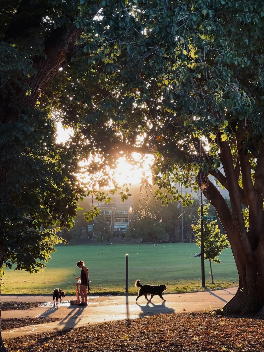 I work flexible hours and walk my own two anyway. Happy to take a third along for a 1-hour walk Monday–Friday mornings. References available.